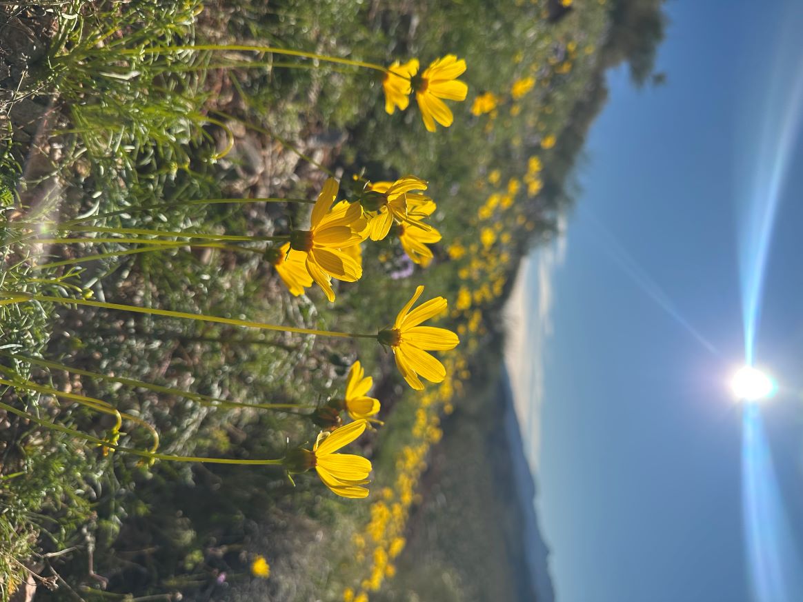 Coreopsis at Red Rock Canyon Desert State Park, January 2026
